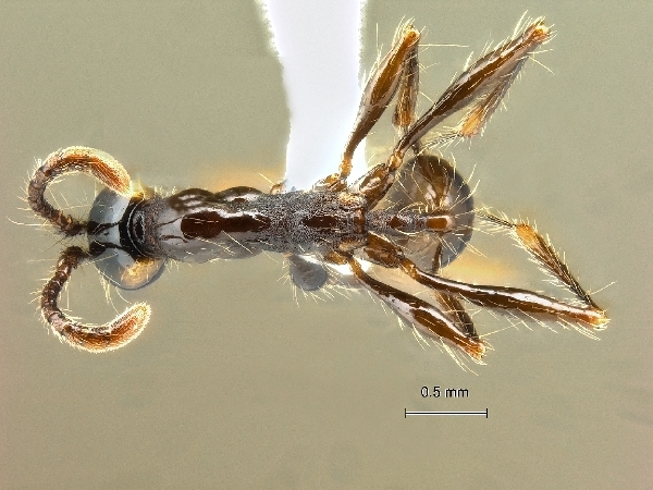Aenictus gracilis dorsal