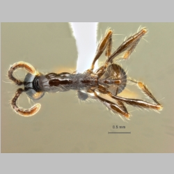 Aenictus gracilis Emery, 1893 dorsal