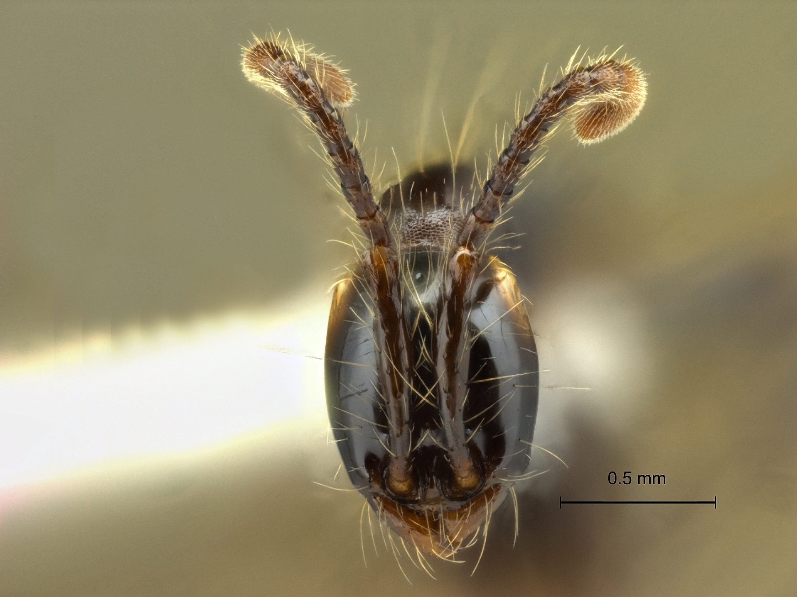 Aenictus gracilis frontal