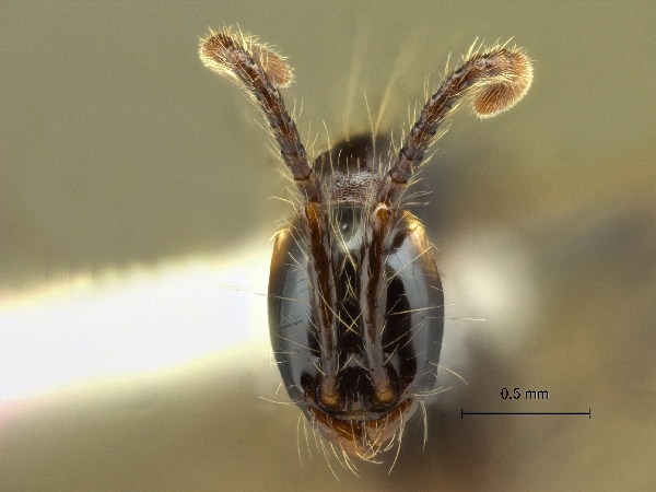 Aenictus gracilis frontal