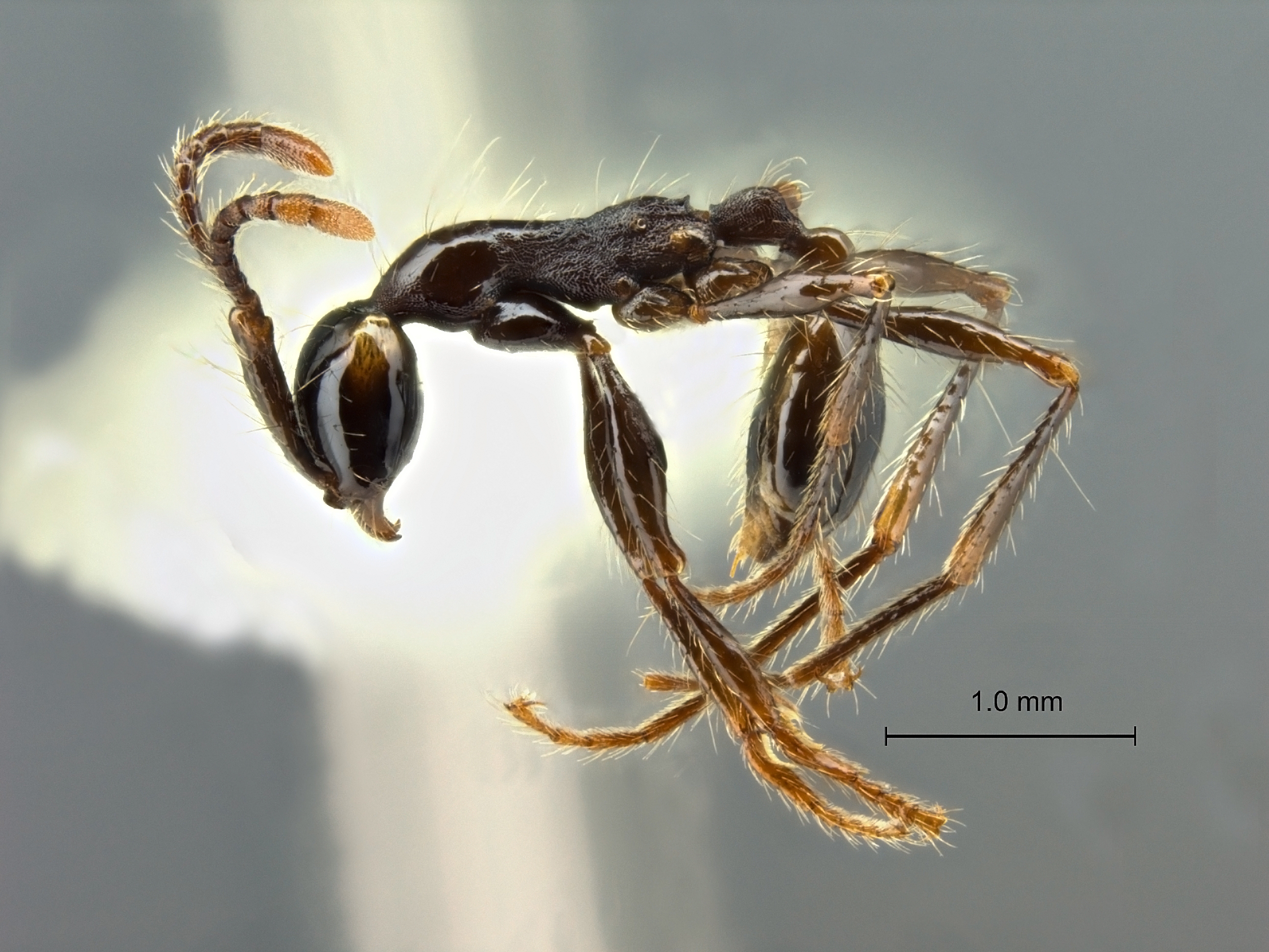 Aenictus gracilis lateral