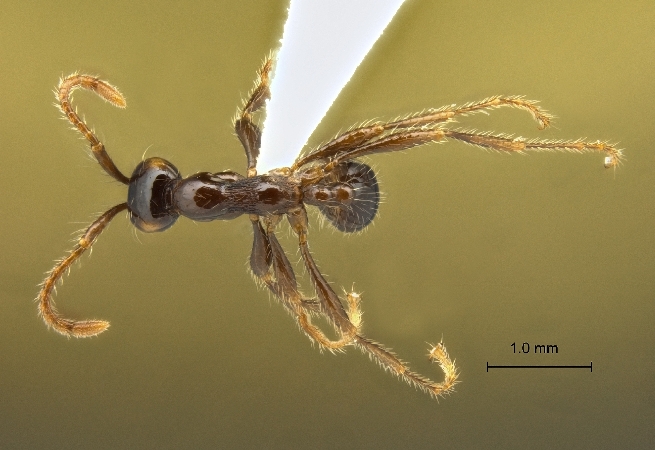 Aenictus-hodgsoni dorsal