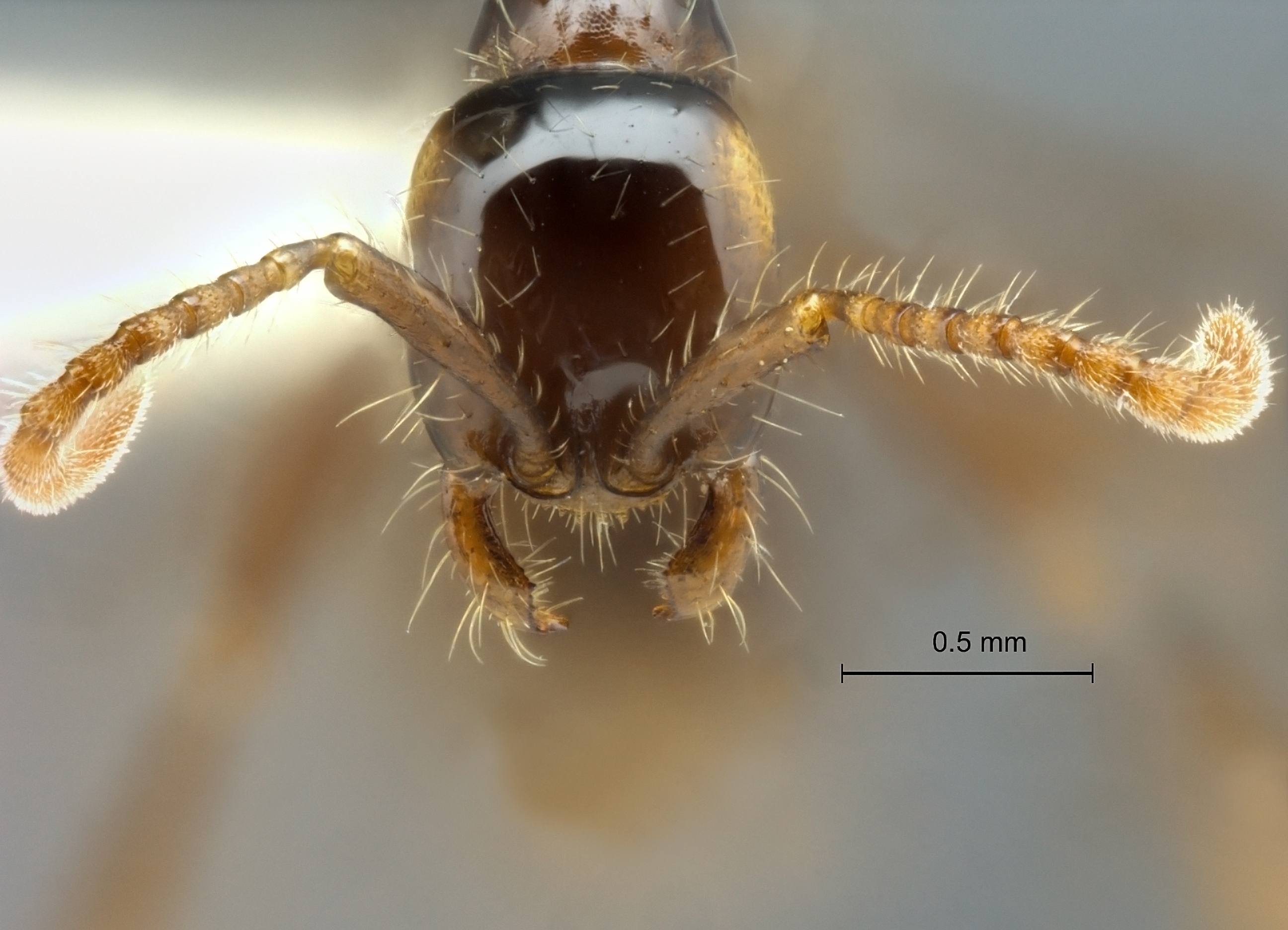 Aenictus-hodgsoni frontal