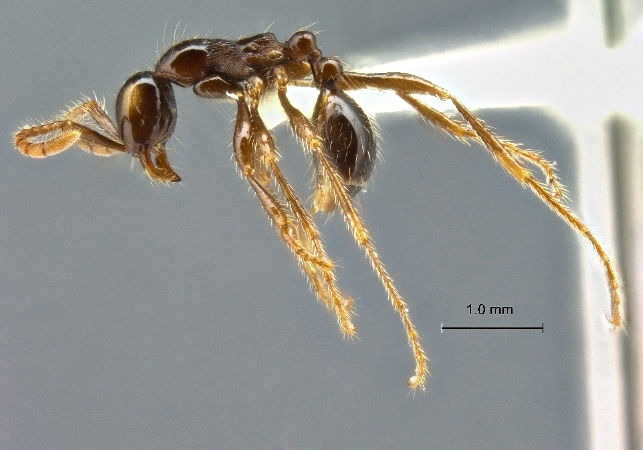 Aenictus-hodgsoni lateral