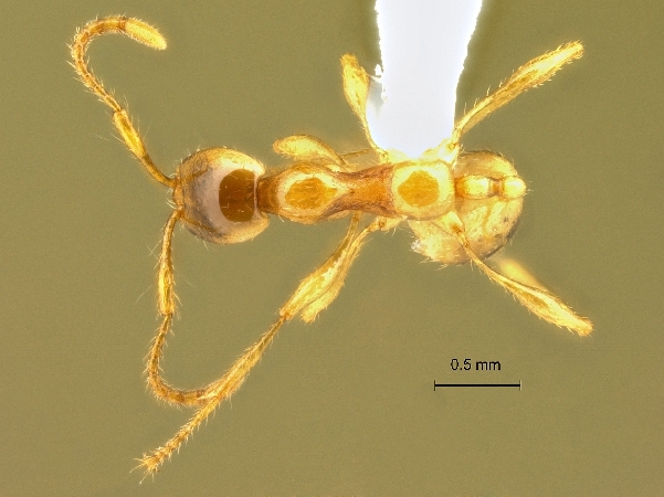 Aenictus inflatus dorsal