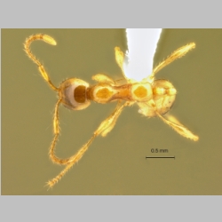 Aenictus inflatus Yamane et Hashimoto, 1999 dorsal