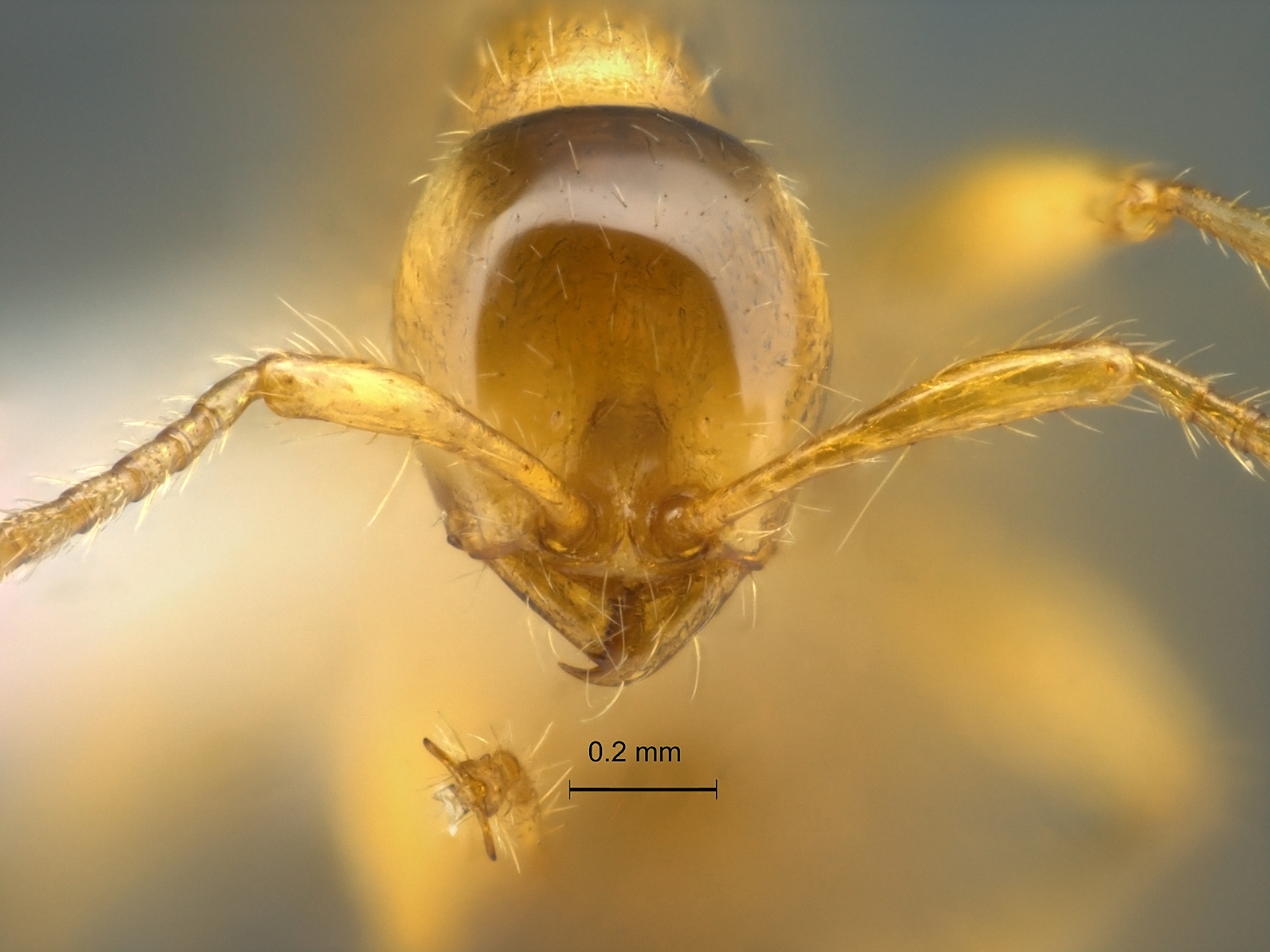 Aenictus inflatus frontal