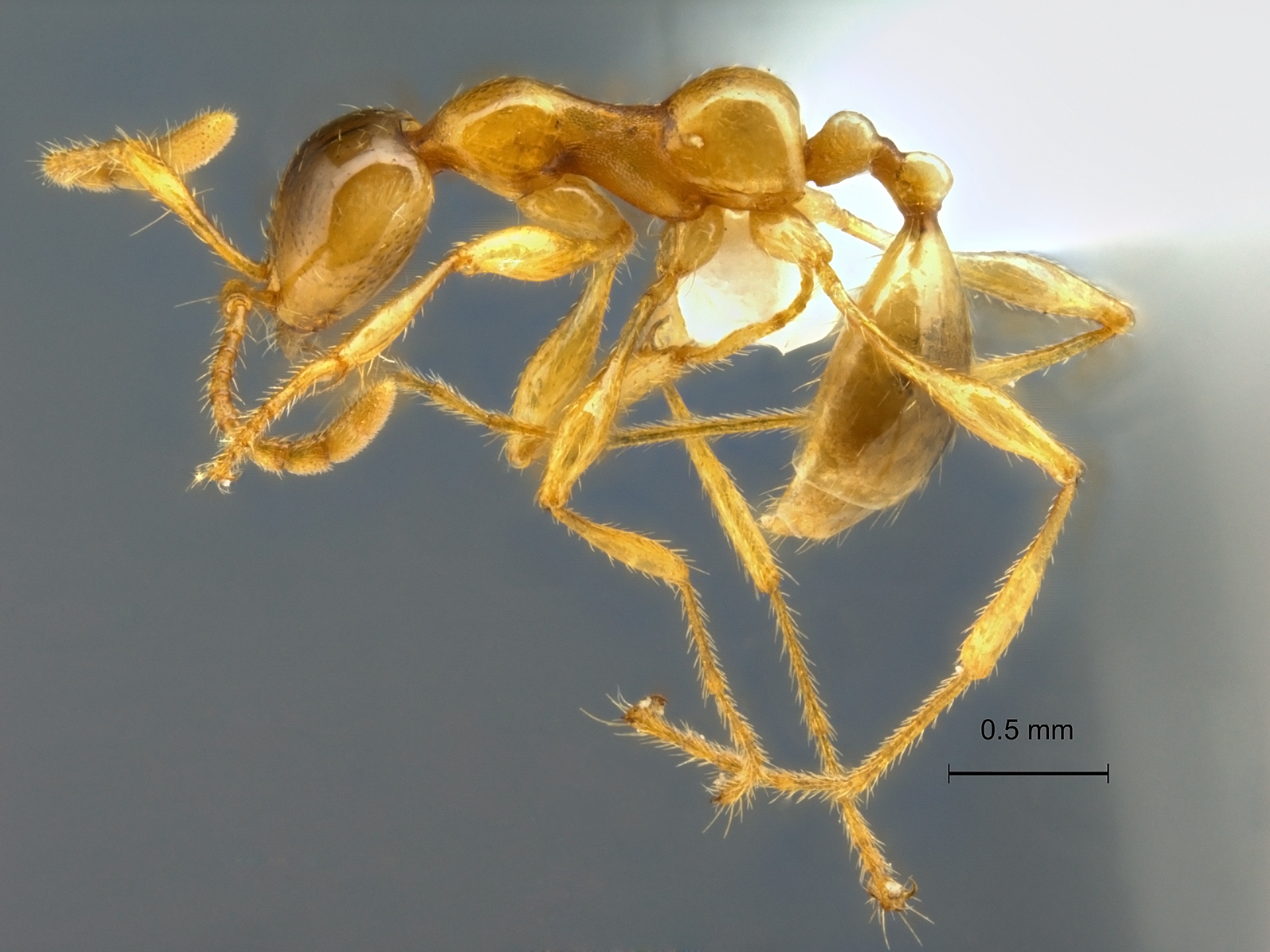 Aenictus inflatus lateral