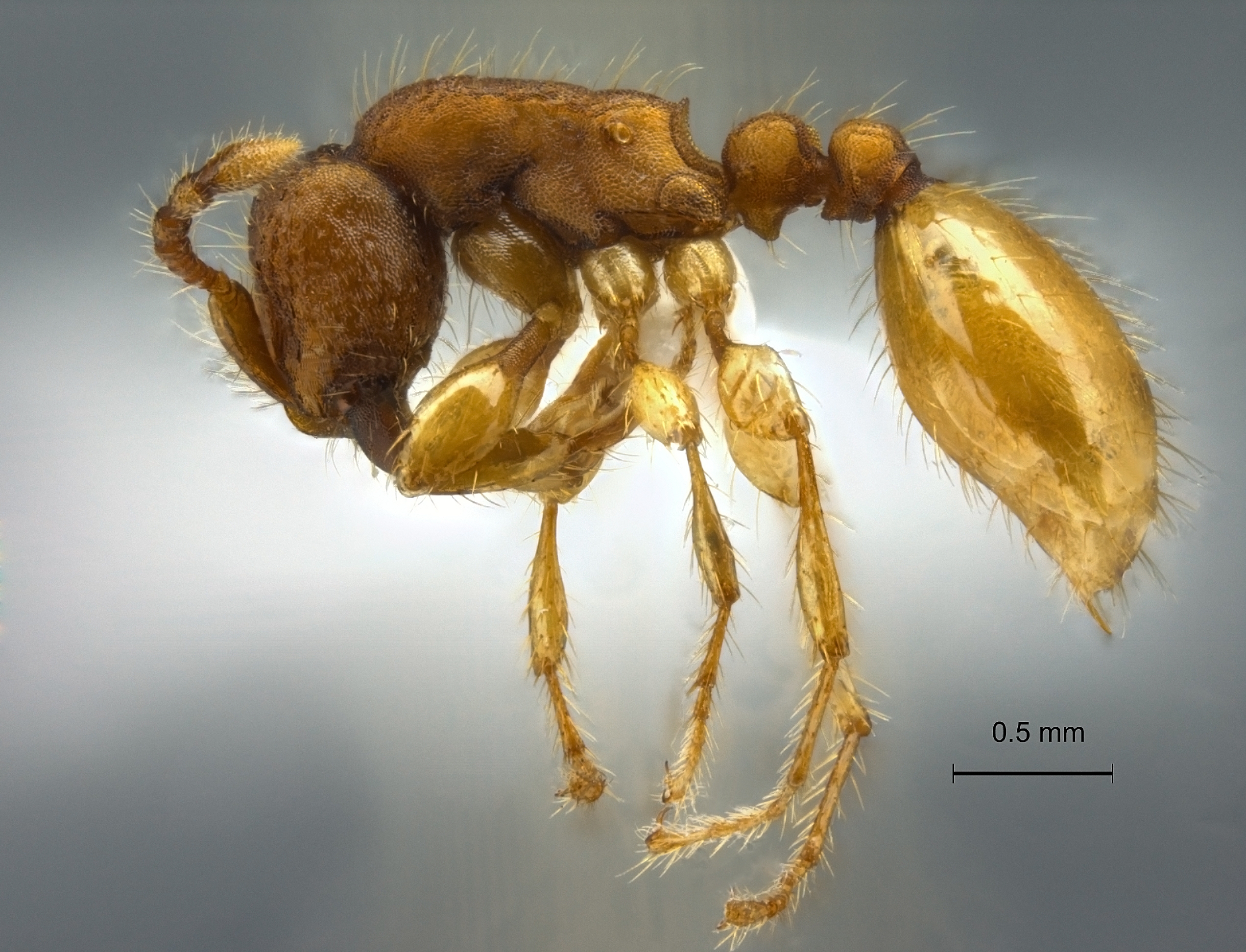 Aenictus jarujini lateral