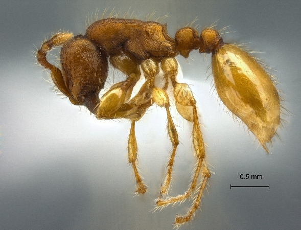 Aenictus jarujini lateral