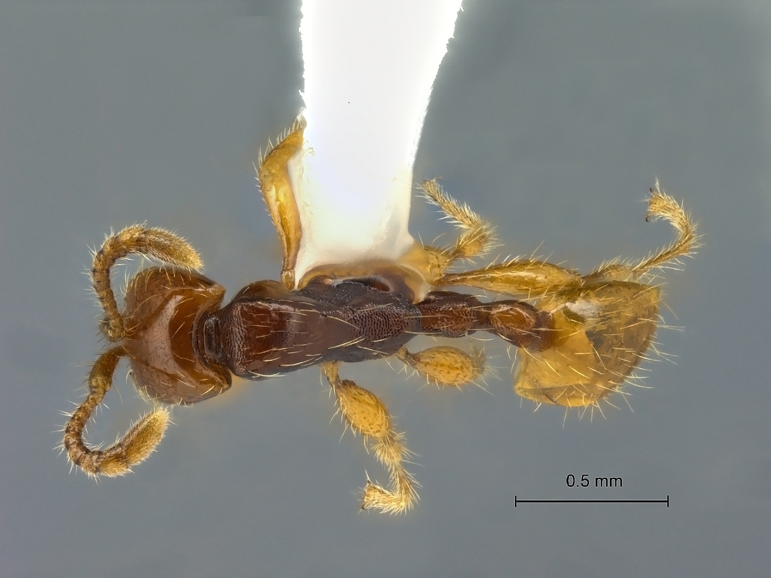 Aenictus javanus dorsal