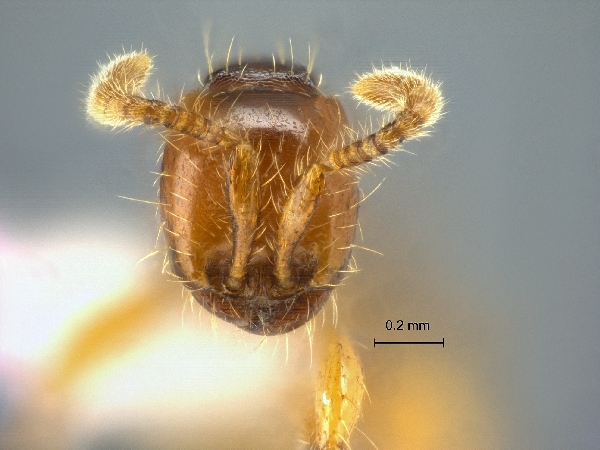 Aenictus javanus frontal