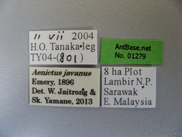 Aenictus javanus label