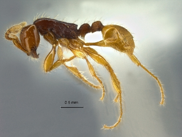 Aenictus javanus lateral