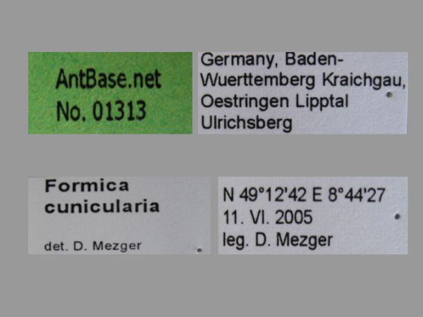 Formica cunicularia label