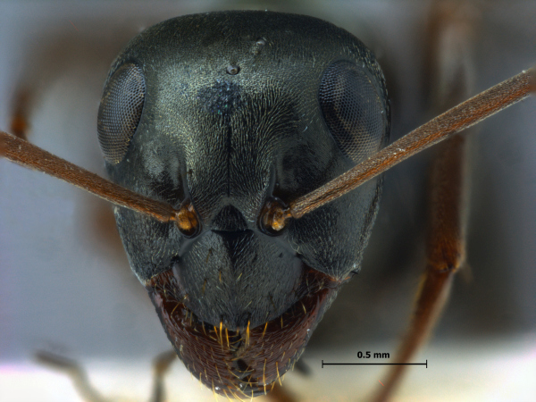 Formica fusca frontal