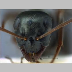 Formica fusca Linnaeus, 1758 frontal