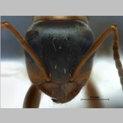 Formica rufibarbis Fabricius, 1793 frontal