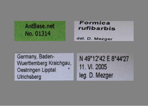 Formica rufibarbis label