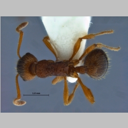 Myrmica ruginodis Fabricius, 1793 dorsal