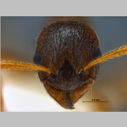 Myrmica ruginodis Fabricius, 1793 frontal