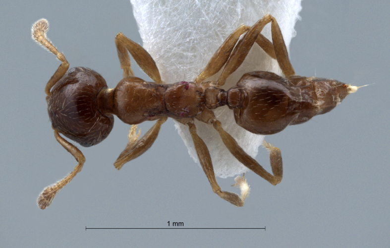 Crematogaster  bandarensis dorsal