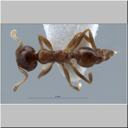  Crematogaster borneensis André, 1896, 2016 lateral
dorsal