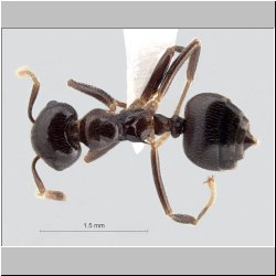  Crematogaster daisyi Forel, 1901 lateral
dorsal