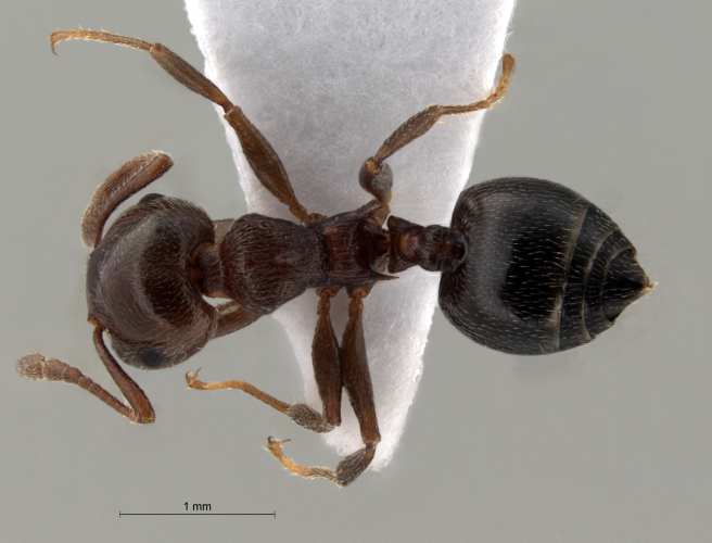 Crematogaster  bandarensis dorsal