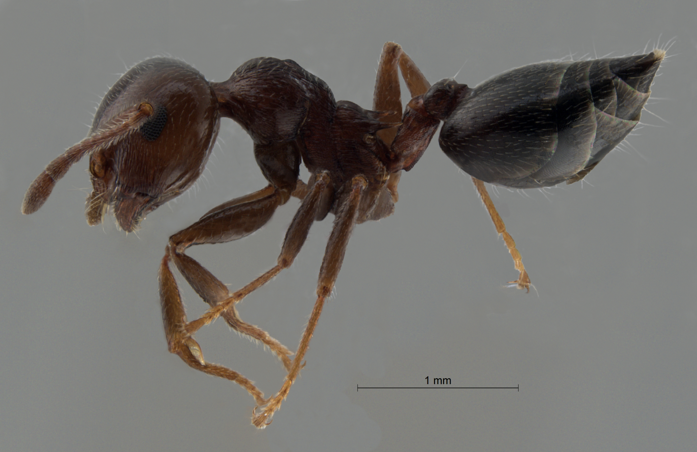 Crematogaster schmidti lateral