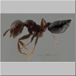  Crematogaster schmidti (Mayr, 1853)