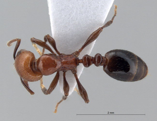 Crematogaster  bandarensis dorsal