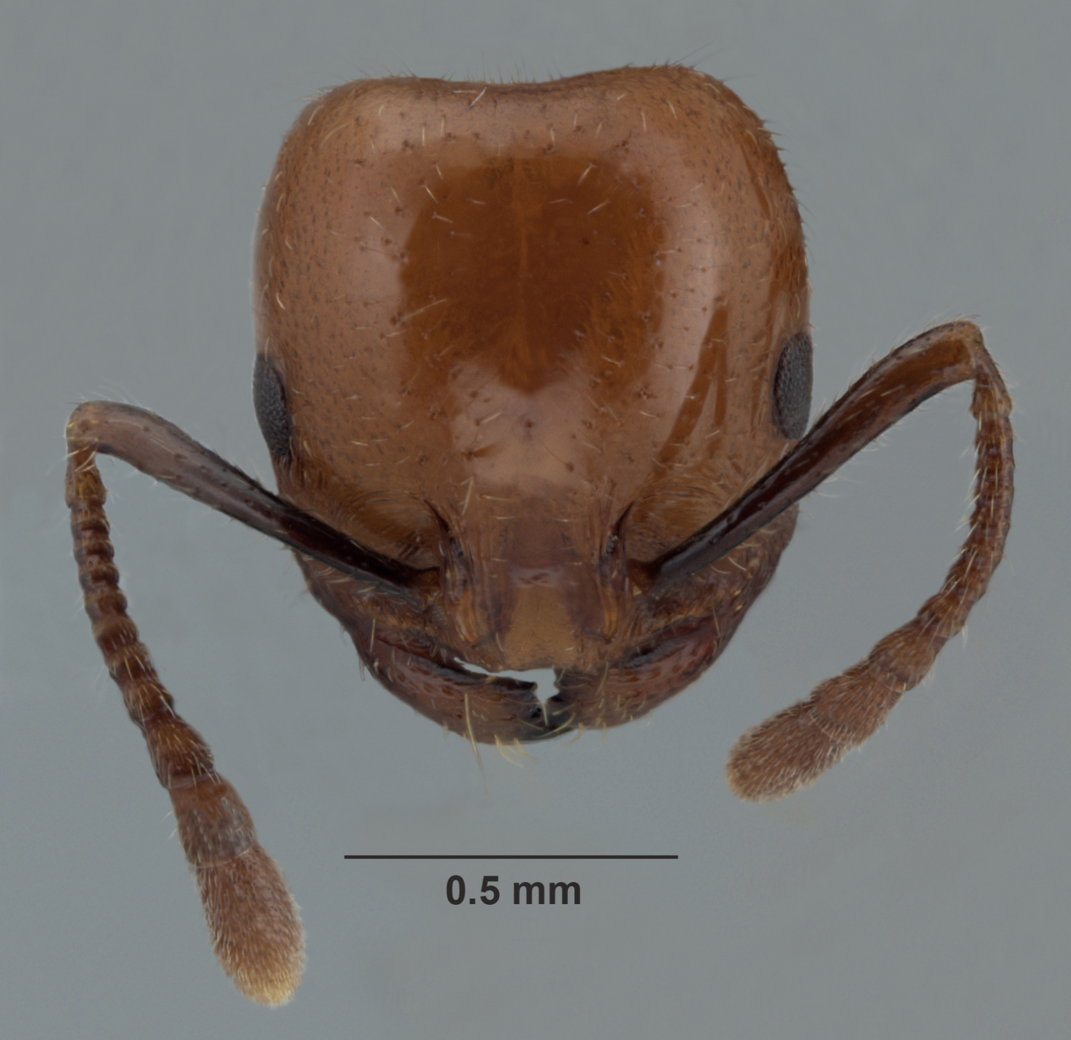 Monomorium rothsteini frontal