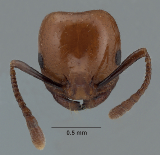 Crematogaster  bandarensis frontal