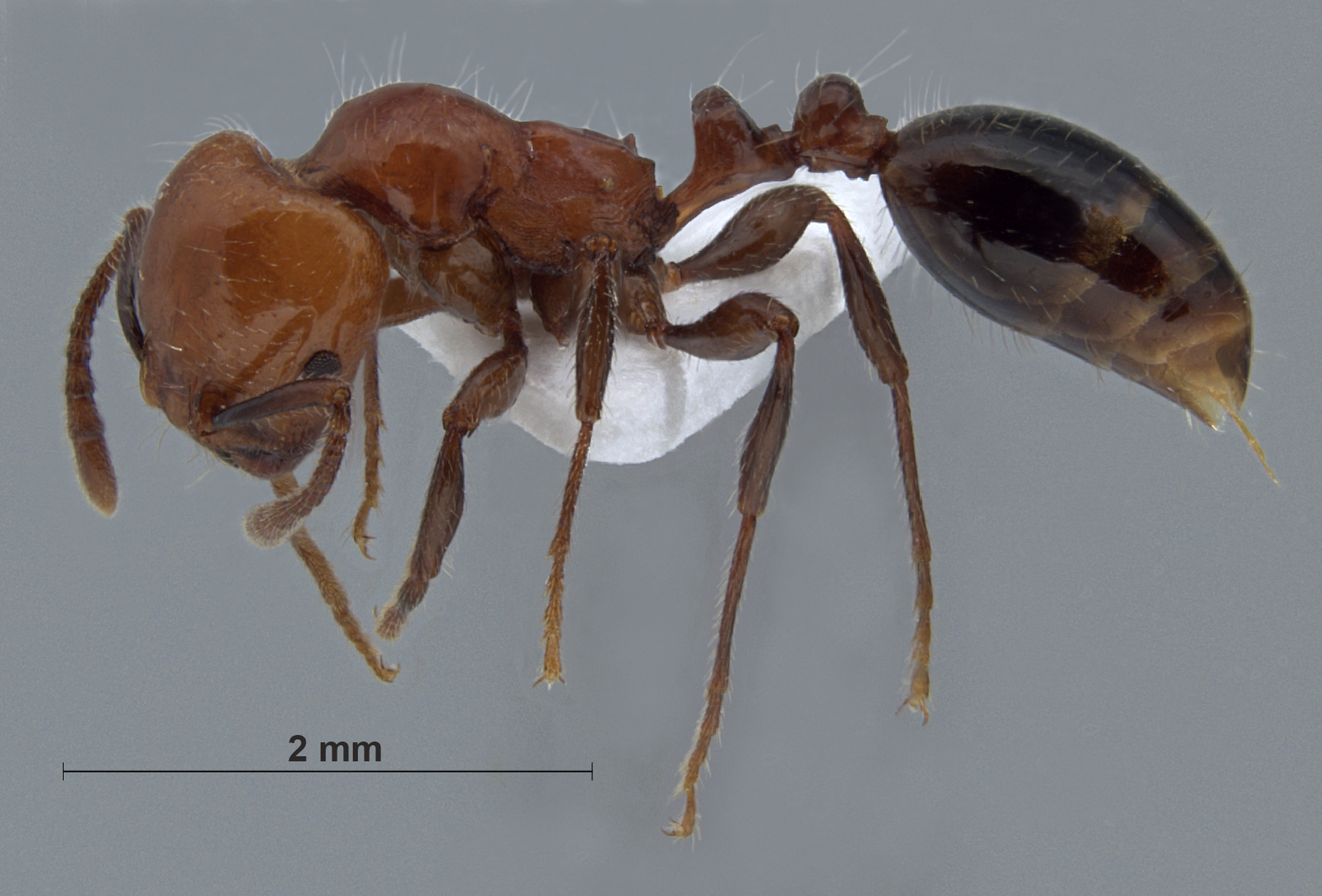 Monomorium rothsteini lateral