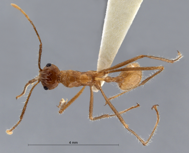 Crematogaster  bandarensis dorsal