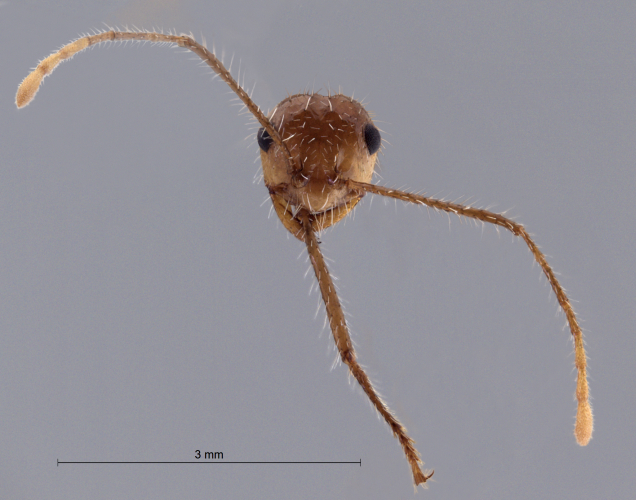 Crematogaster  bandarensis frontal