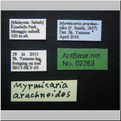  Crematogaster  daisyi Smith, 1857