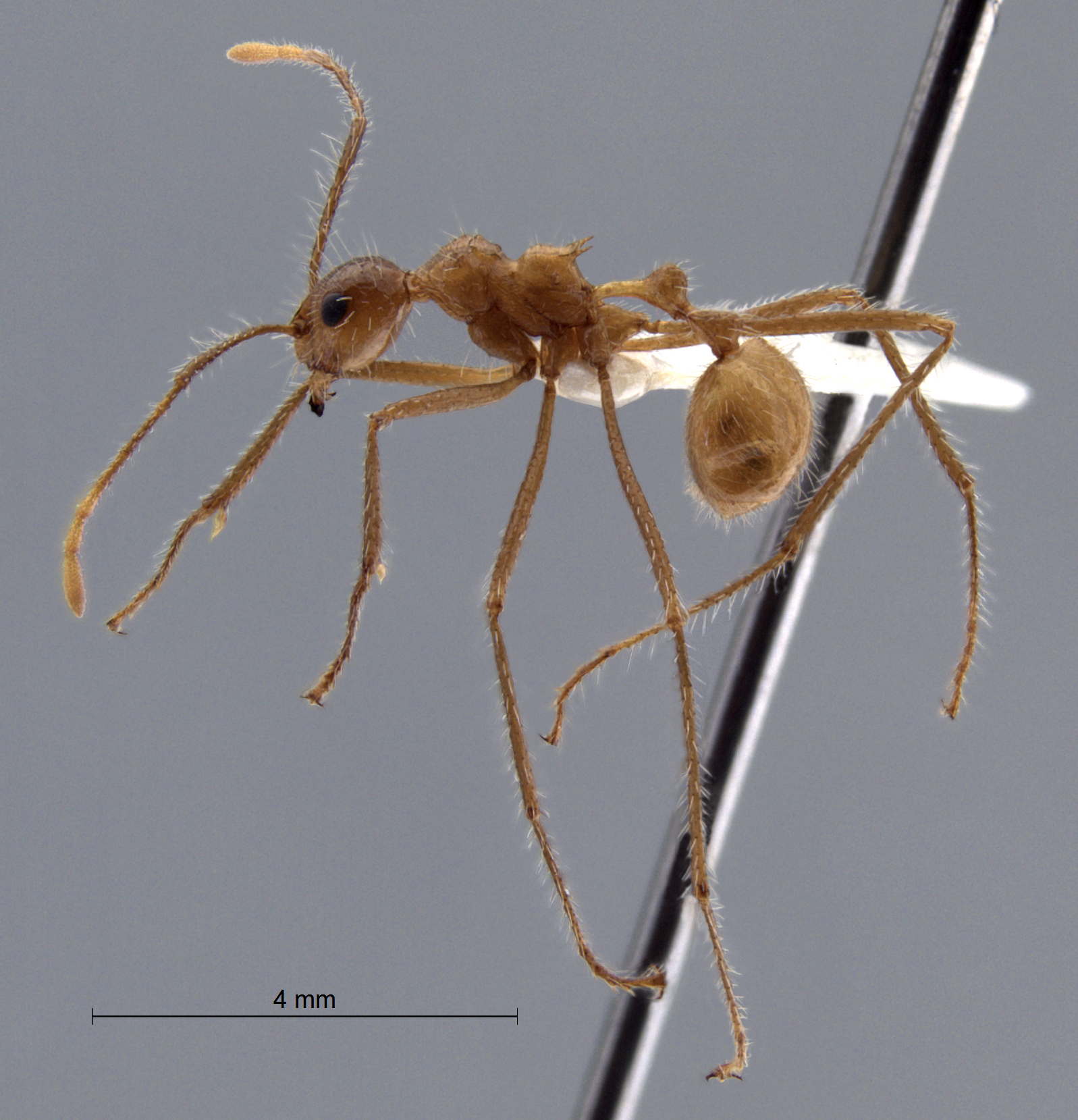 Myrmicaria arachnoides lateral