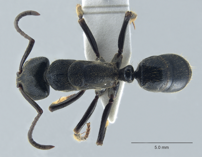 Crematogaster  bandarensis dorsal