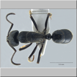  Paltothyreus tarsatus Smith, 1857 lateral
dorsal