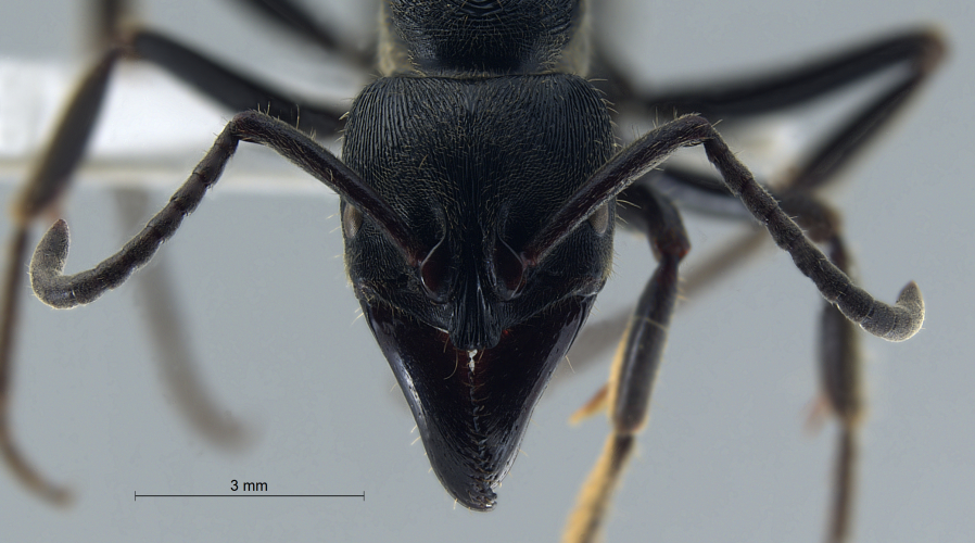 Crematogaster  bandarensis frontal