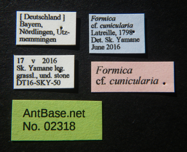 Formica cf. cunicularia label