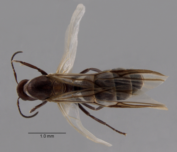 Colobopsis nipponica