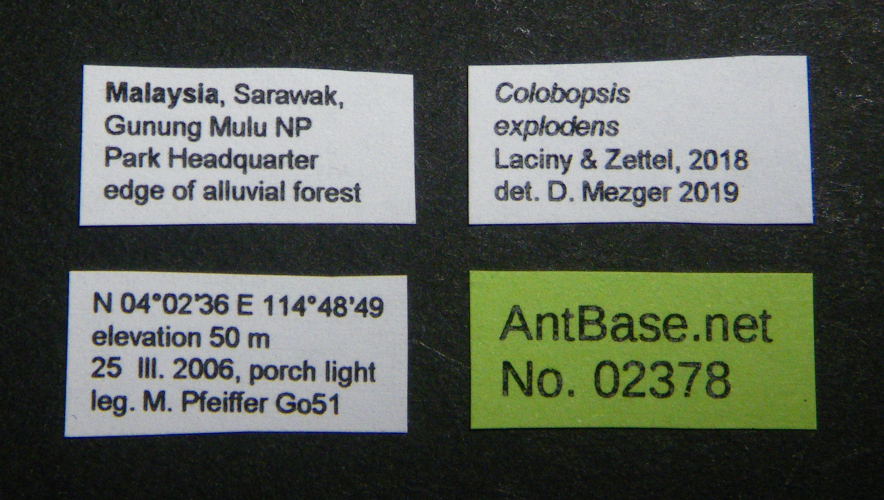 Colobopsis nipponica label