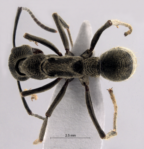 Colobopsis nipponica