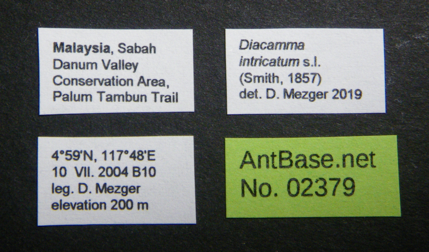 Colobopsis nipponica label