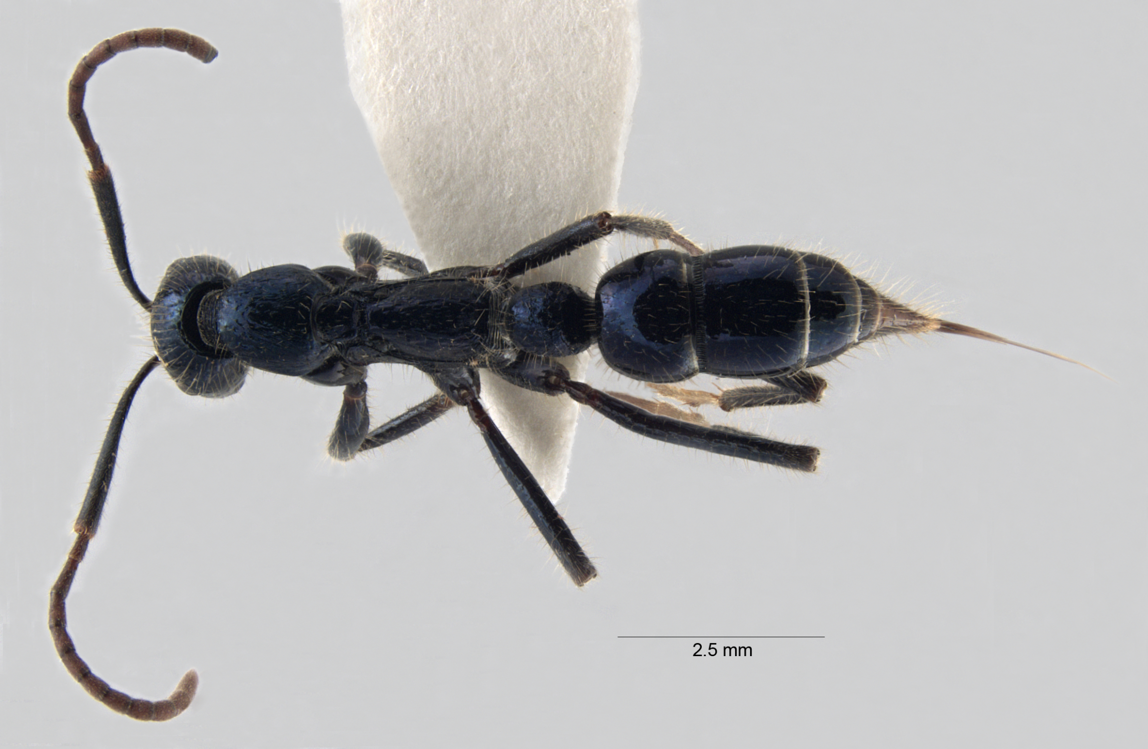  Podomyrma gratiosa