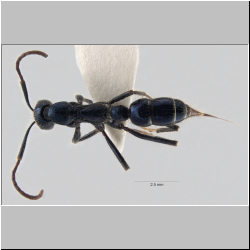 Leptogenys chalybaea  (Emery, 1887)  
dorsal
