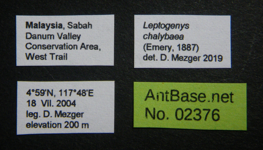 Colobopsis nipponica label